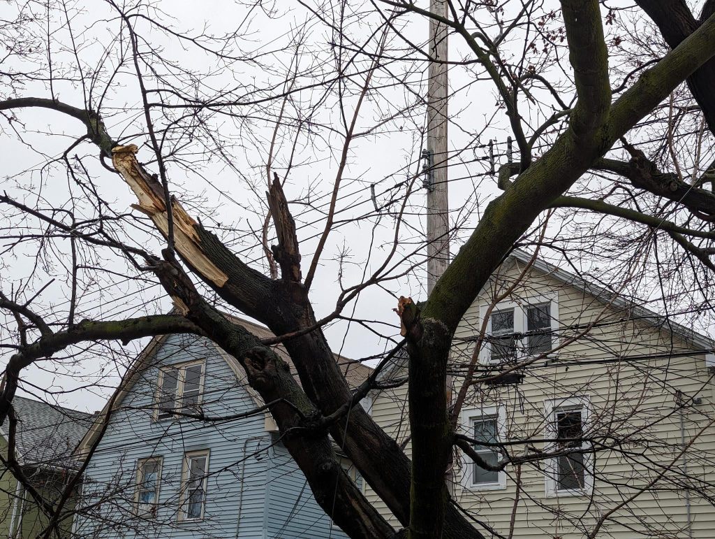 Some sky is visible with three branches that have large breaks on them, houses in the background. Invisible due to its absence were the large branches and canopy connected to it.
